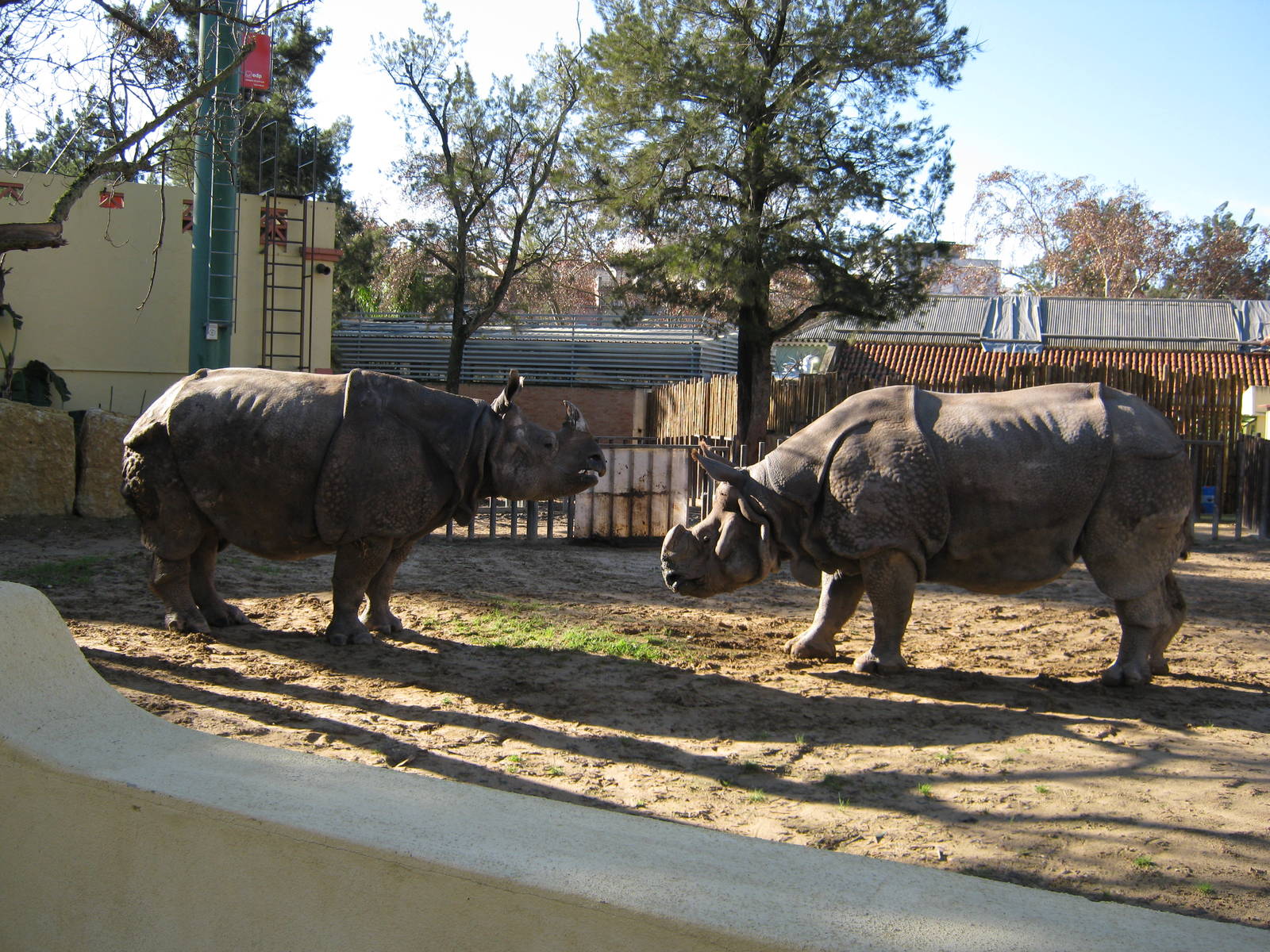 Mating Indian Rhinos