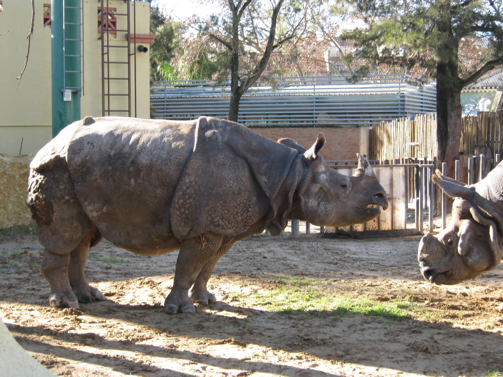 Mating Indian Rhinos