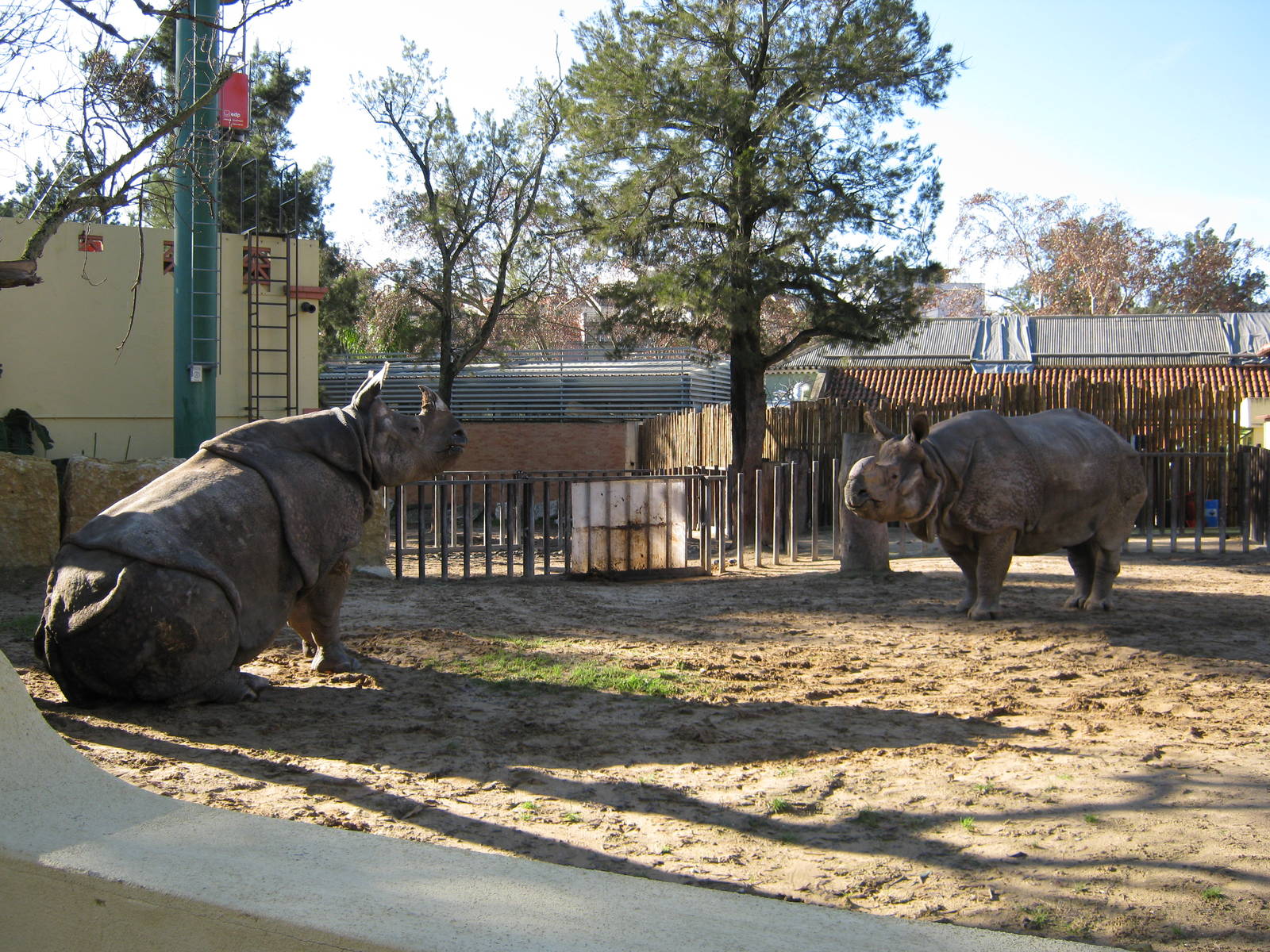 Mating Indian Rhinos