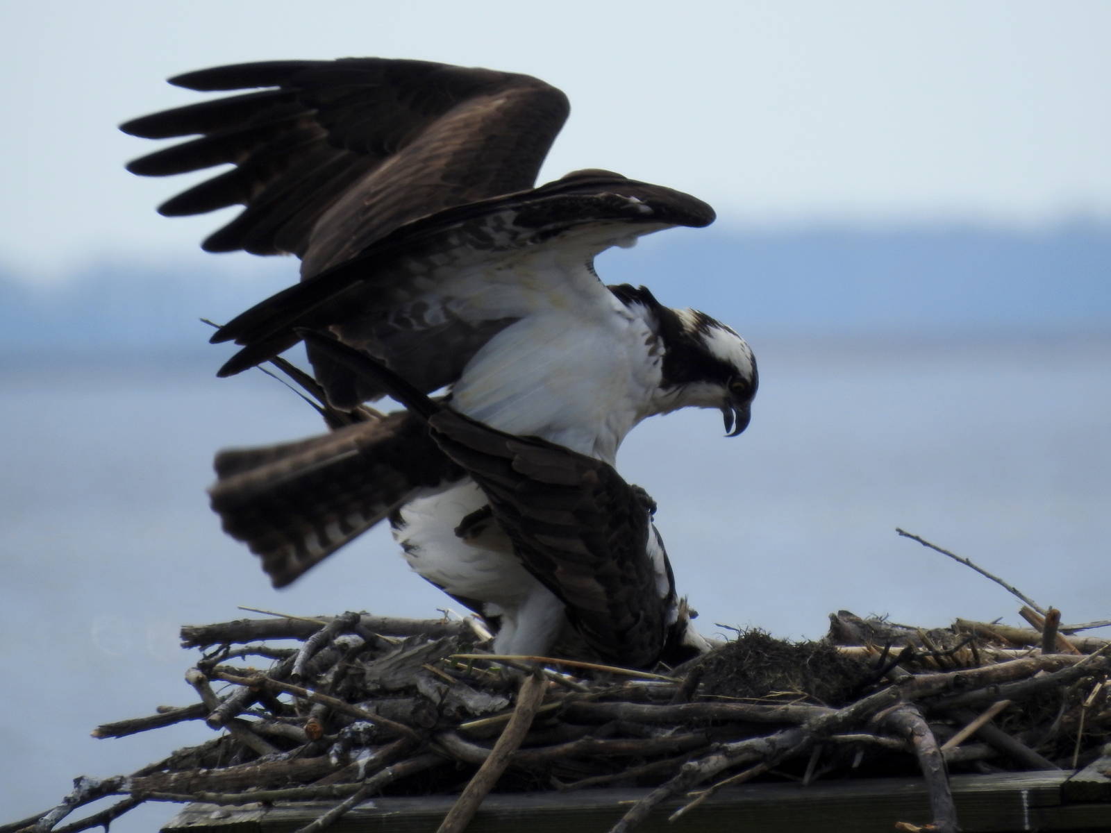 Mating Osprey