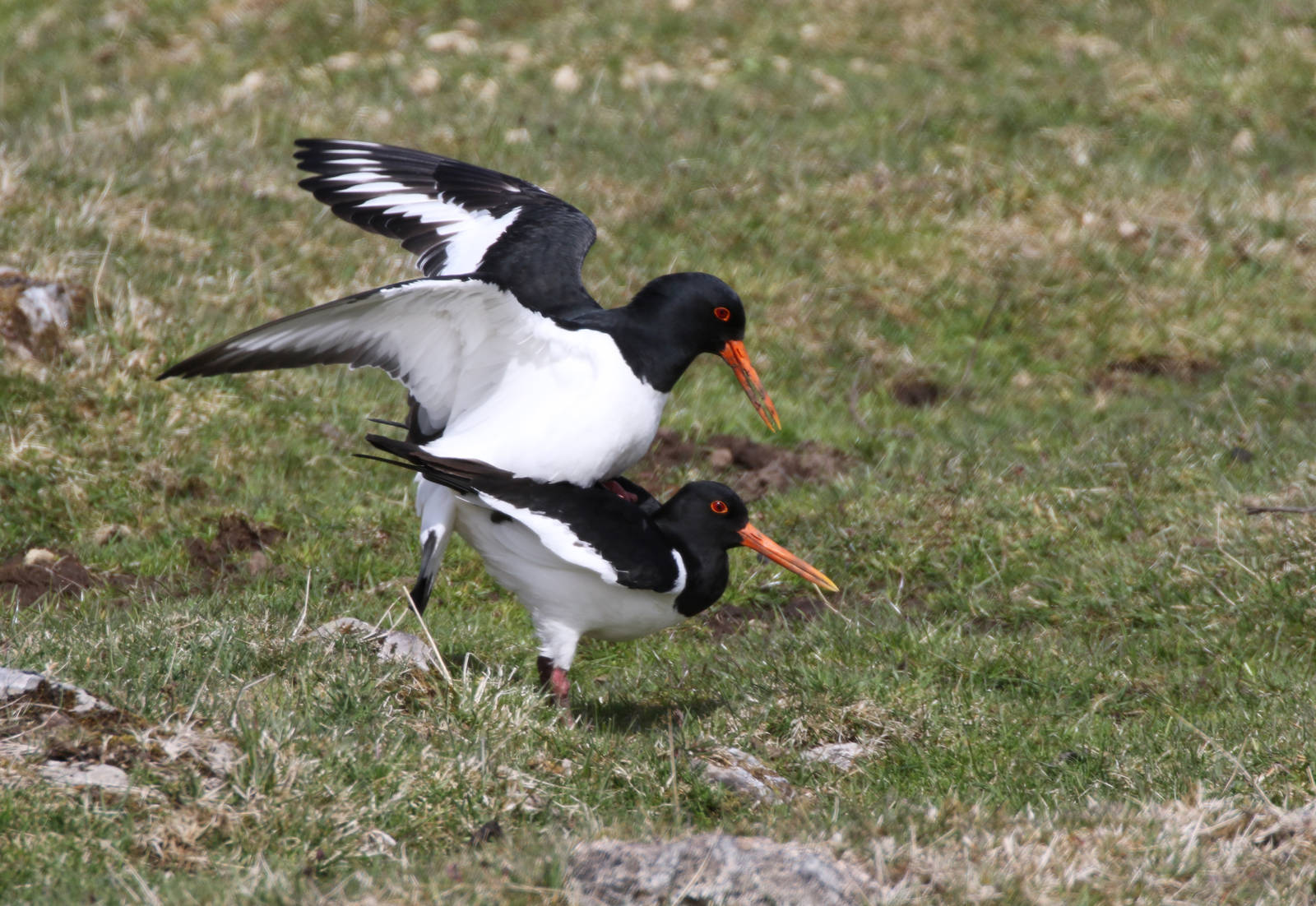 Mating Oystercatchers