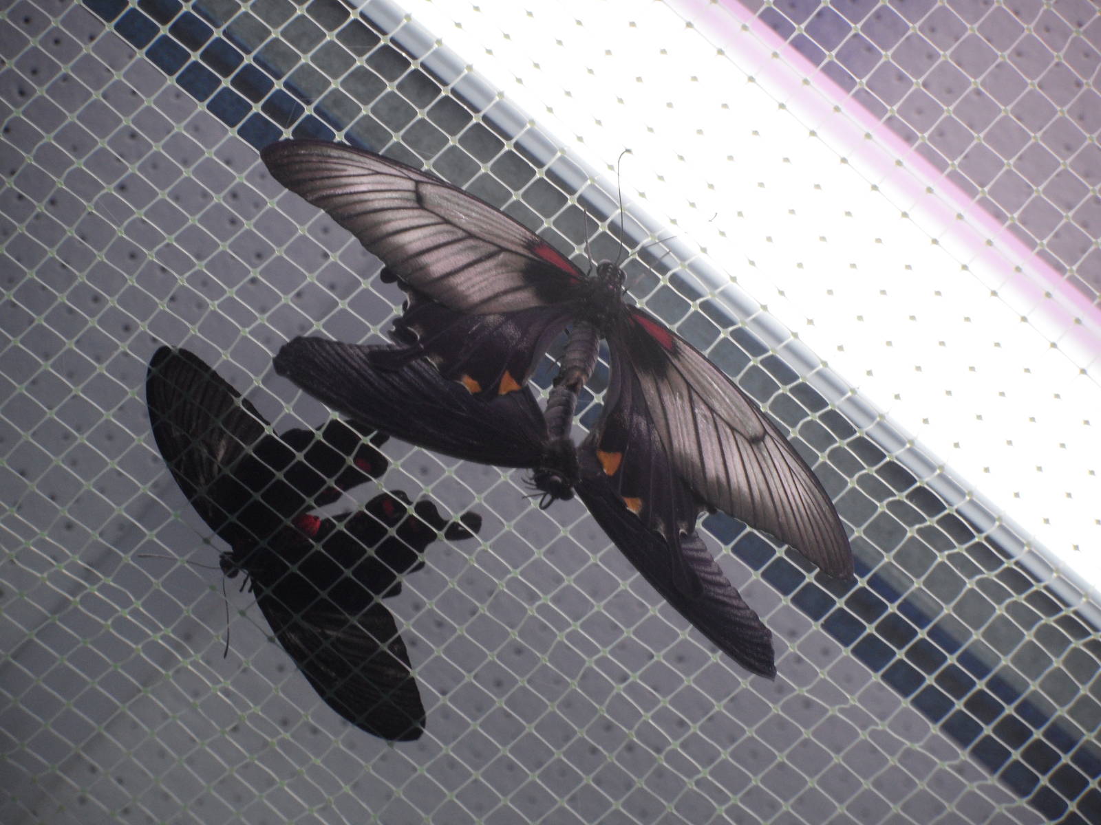 Mating Papilio memnon