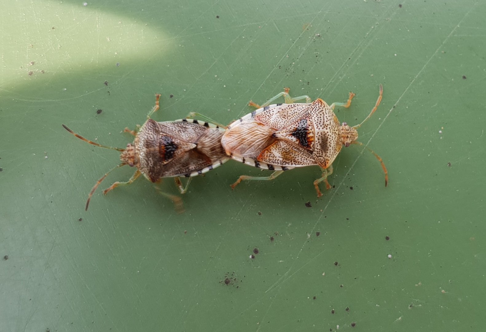 Mating Parent bugs - Elasmucha grisea