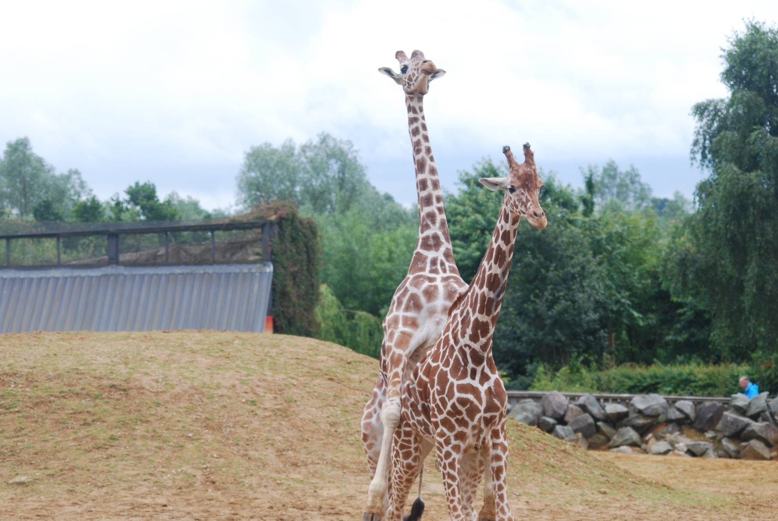 Mating reticulated giraffes