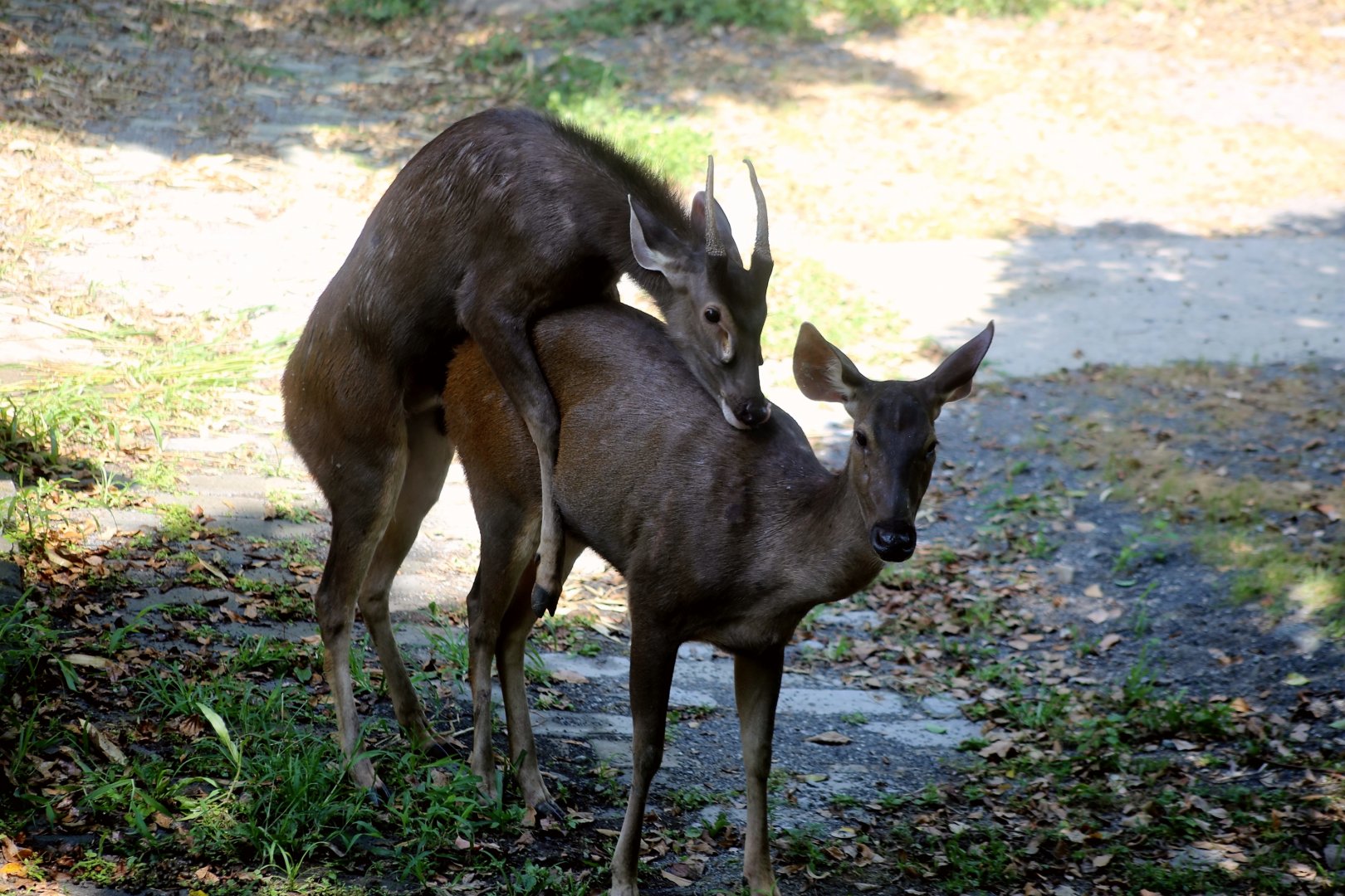 Mating Sambar