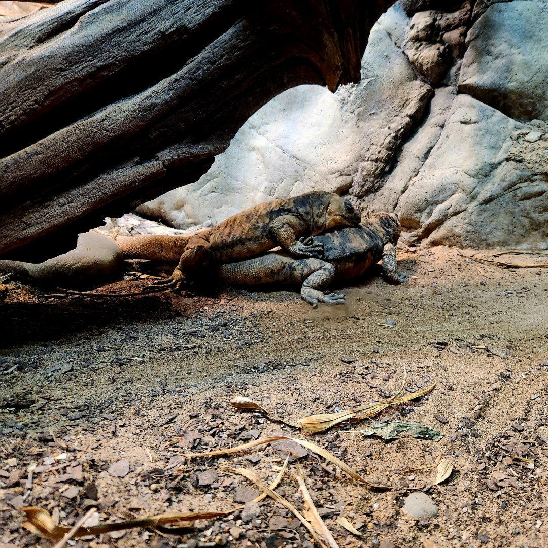 Mating San Esteban Chuckwallas (Sauromalus varius)