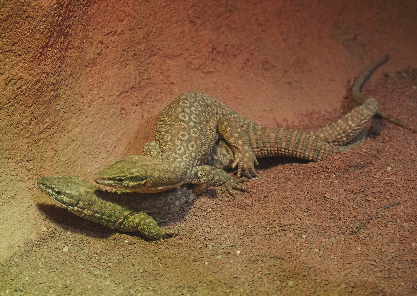 Mating Spiny-tailed monitors (Varanus acanthurus), 2020-06-28