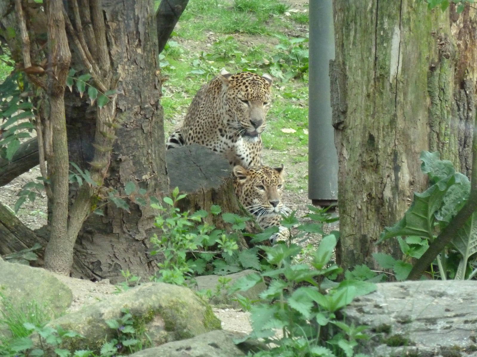 Mating Sri lankan panthers