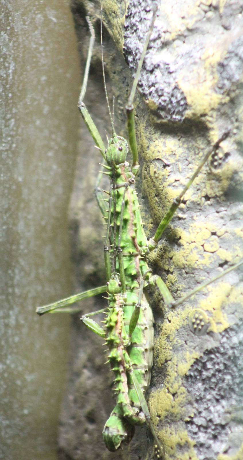 Mating stick-insects ID needed