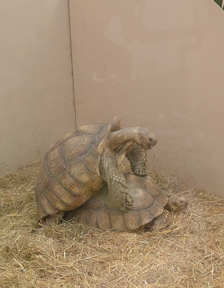 Mating tortoises