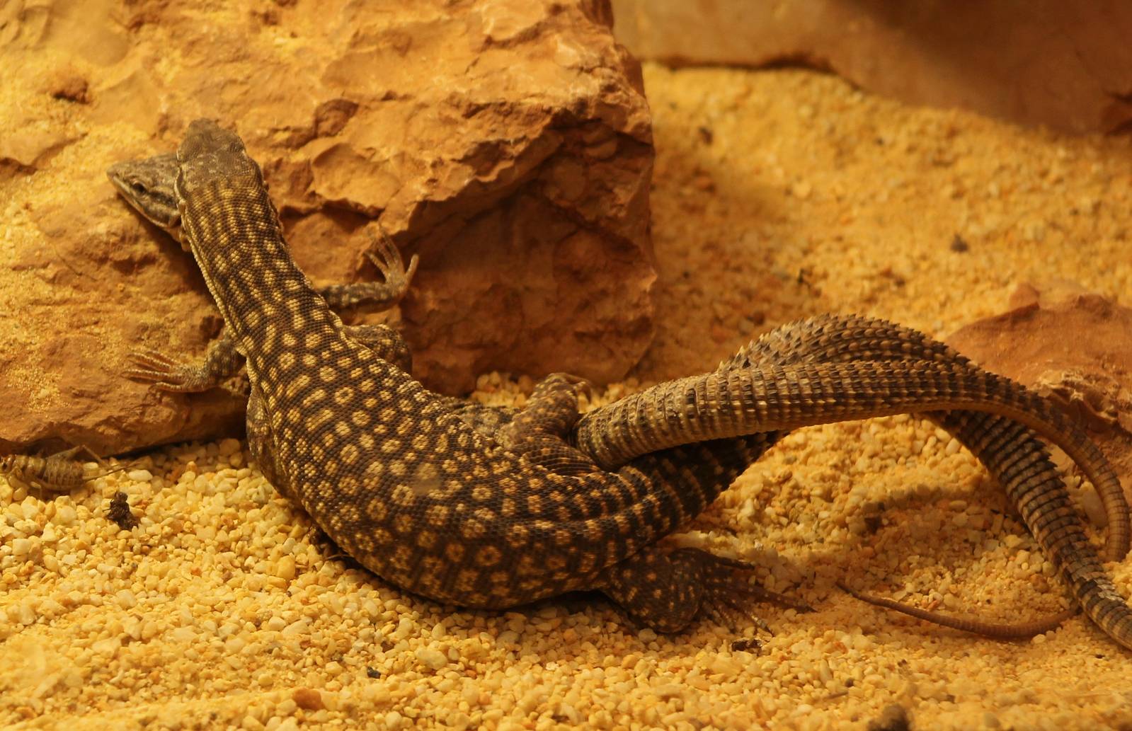 mating varanus acanthurus
