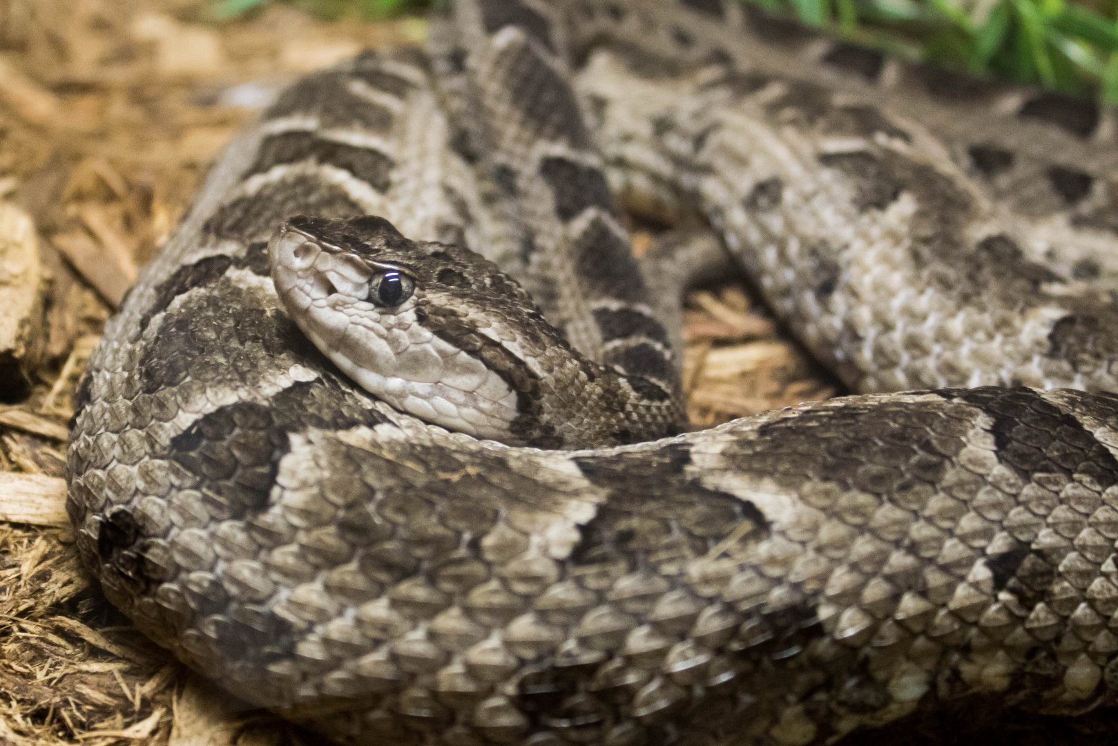 Mato Grosso lancehead