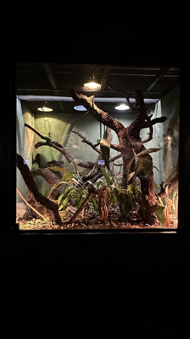 Mato Grosso Pampas Terrarium