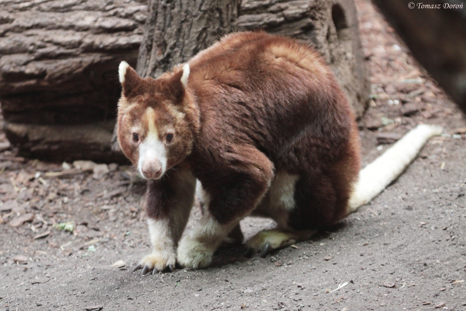 Matschie?s Tree Kangaroo (Dendrolagus matschiei)
