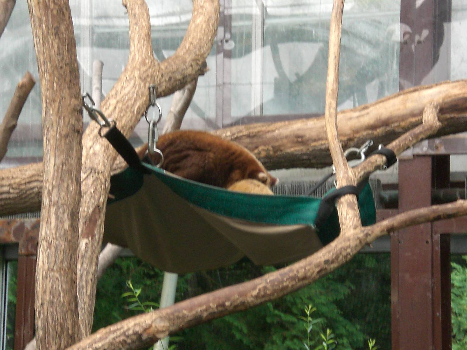 Matschies tree kangaroo