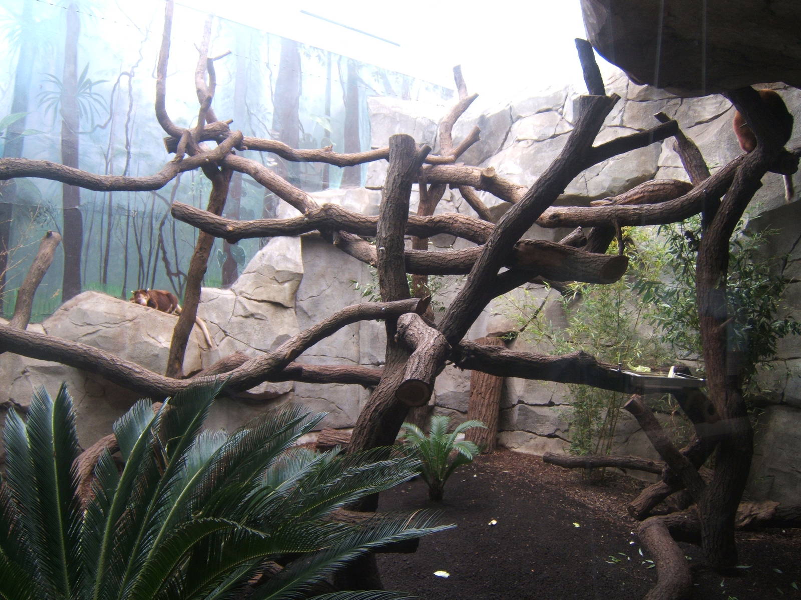 Matschie Tree Kangaroo enclosure