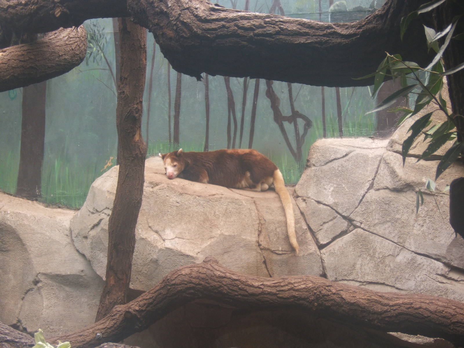 Matschie Tree Kangaroo