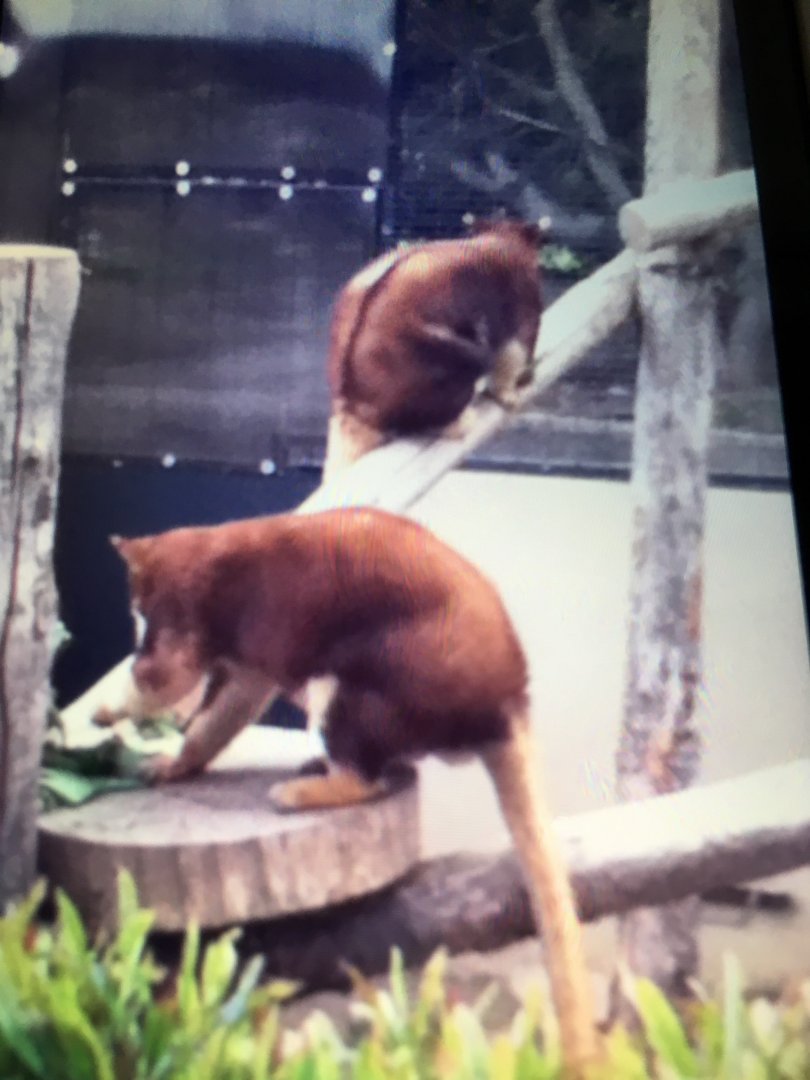 Matschie's Or Goodfellow's Tree Kangaroo?