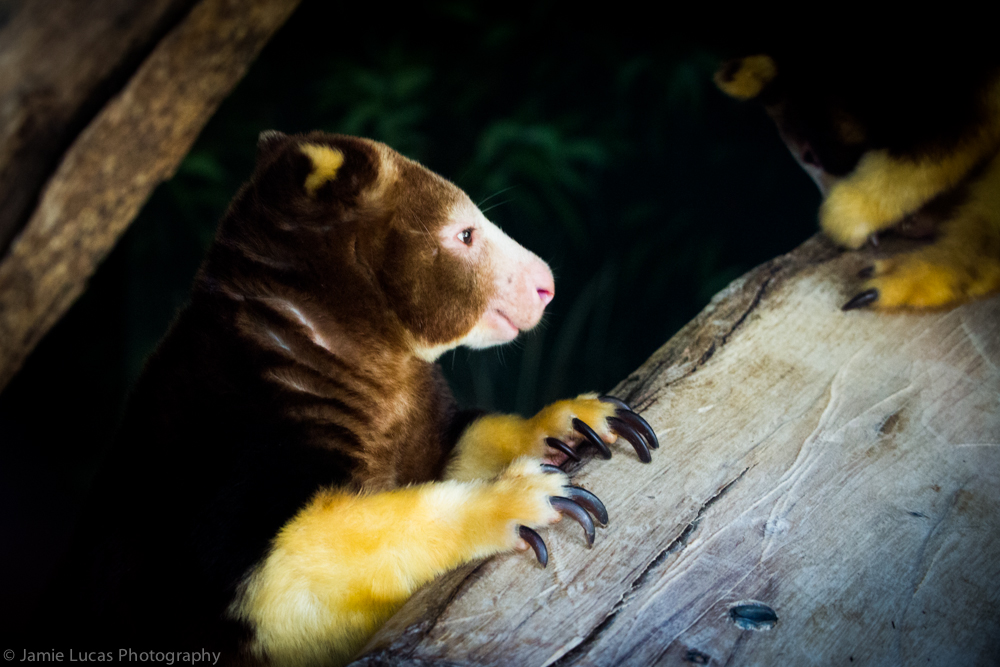 Matschie's Tree Kanagroo