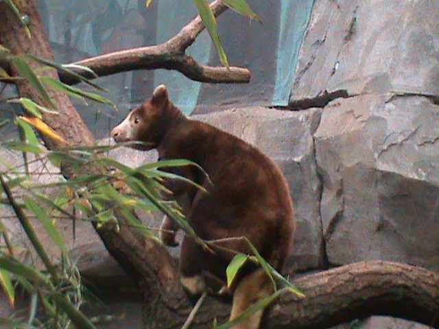 matschies tree kangaroo 041211