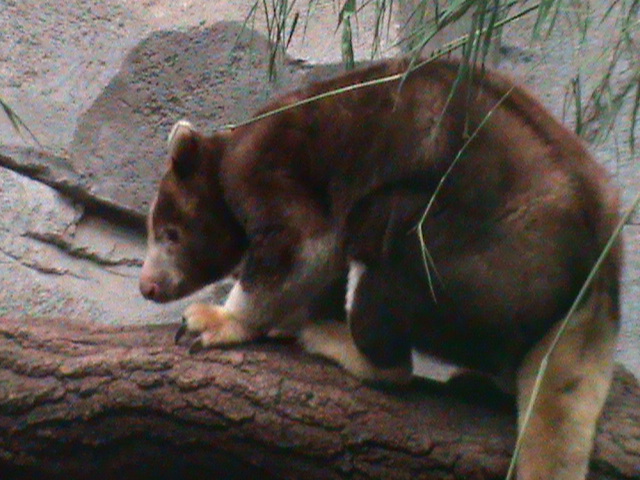 matschies tree kangaroo 041211