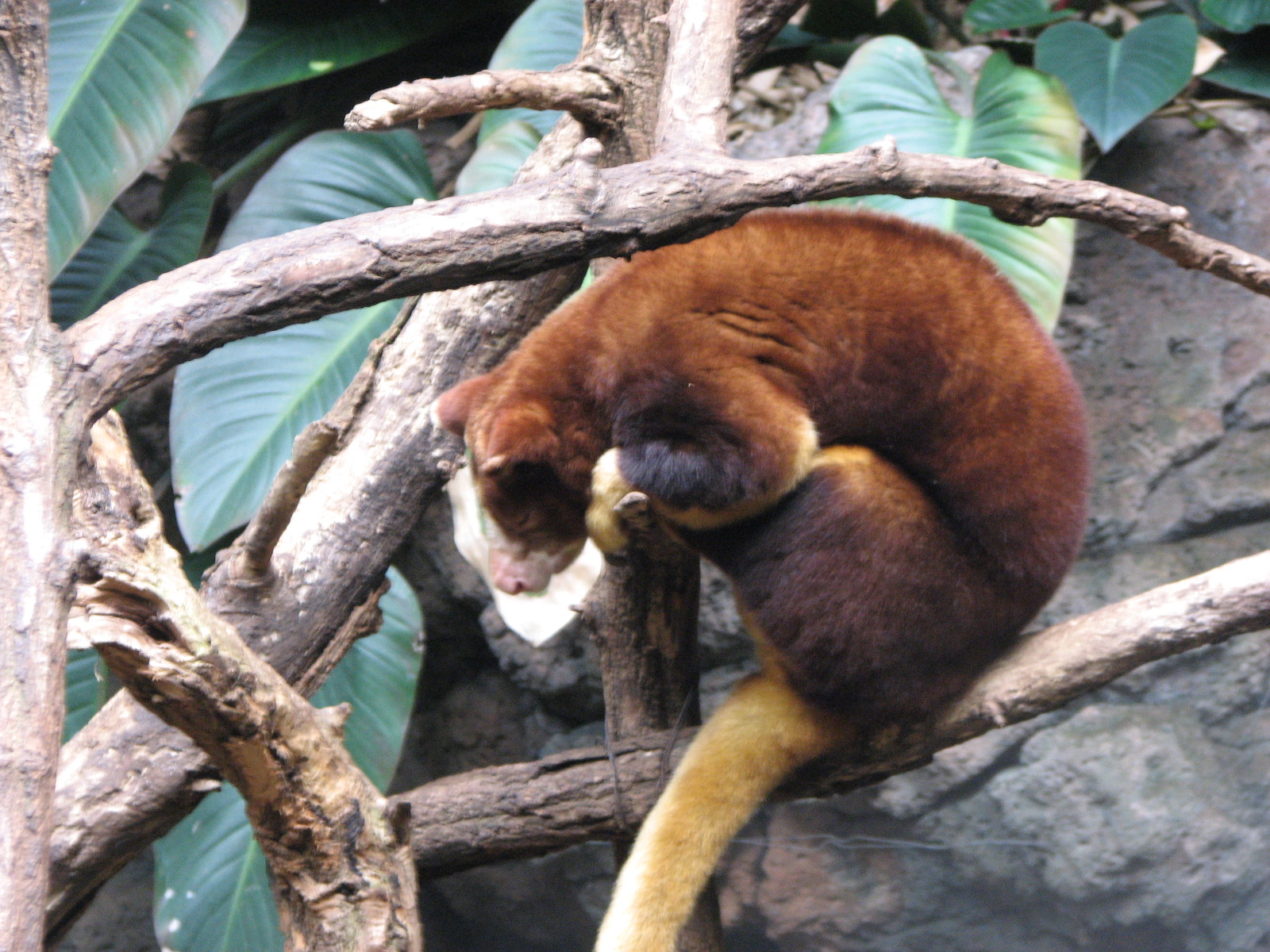 Matschie's tree-kangaroo 2011