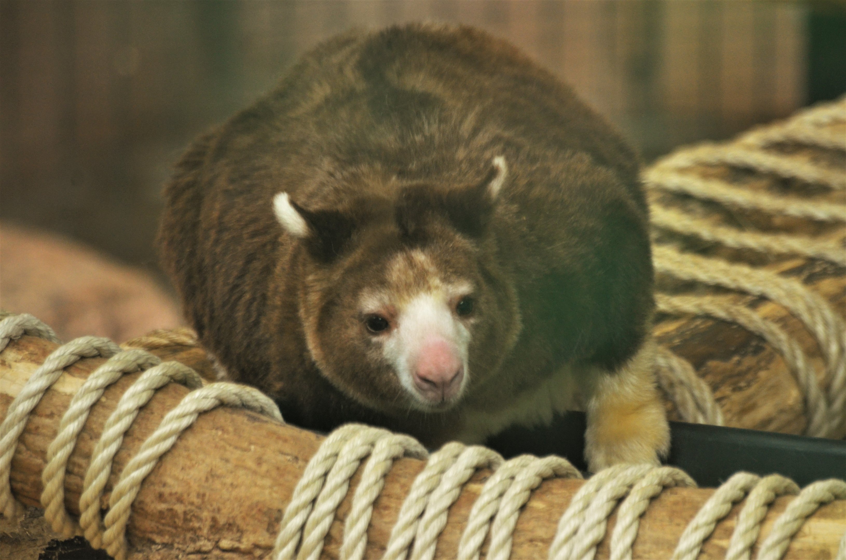 Matschie's Tree Kangaroo at Beauval, 12/06/18