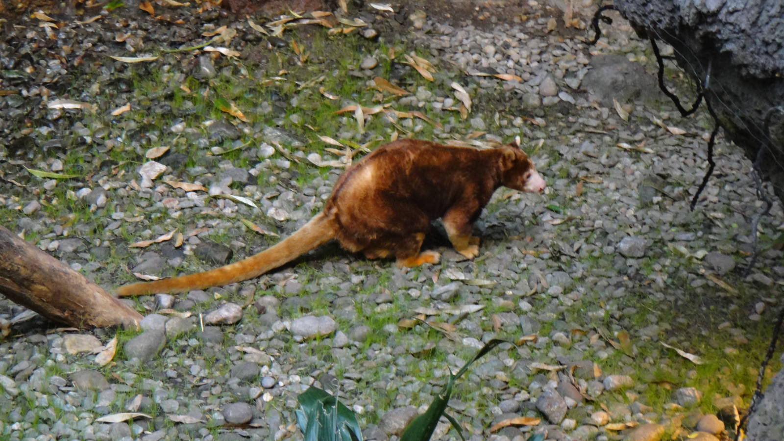 Matschie's Tree Kangaroo at Bronx zoo 2014-12-27