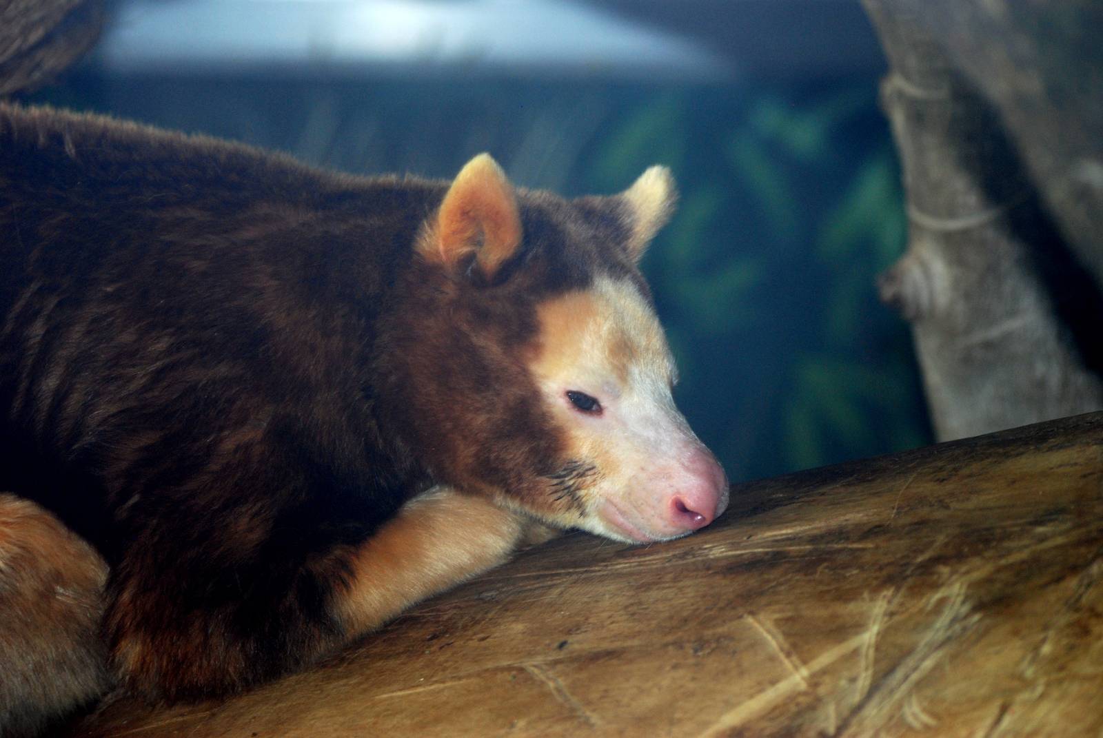 Matschie's Tree Kangaroo at Miami, 12/10/13