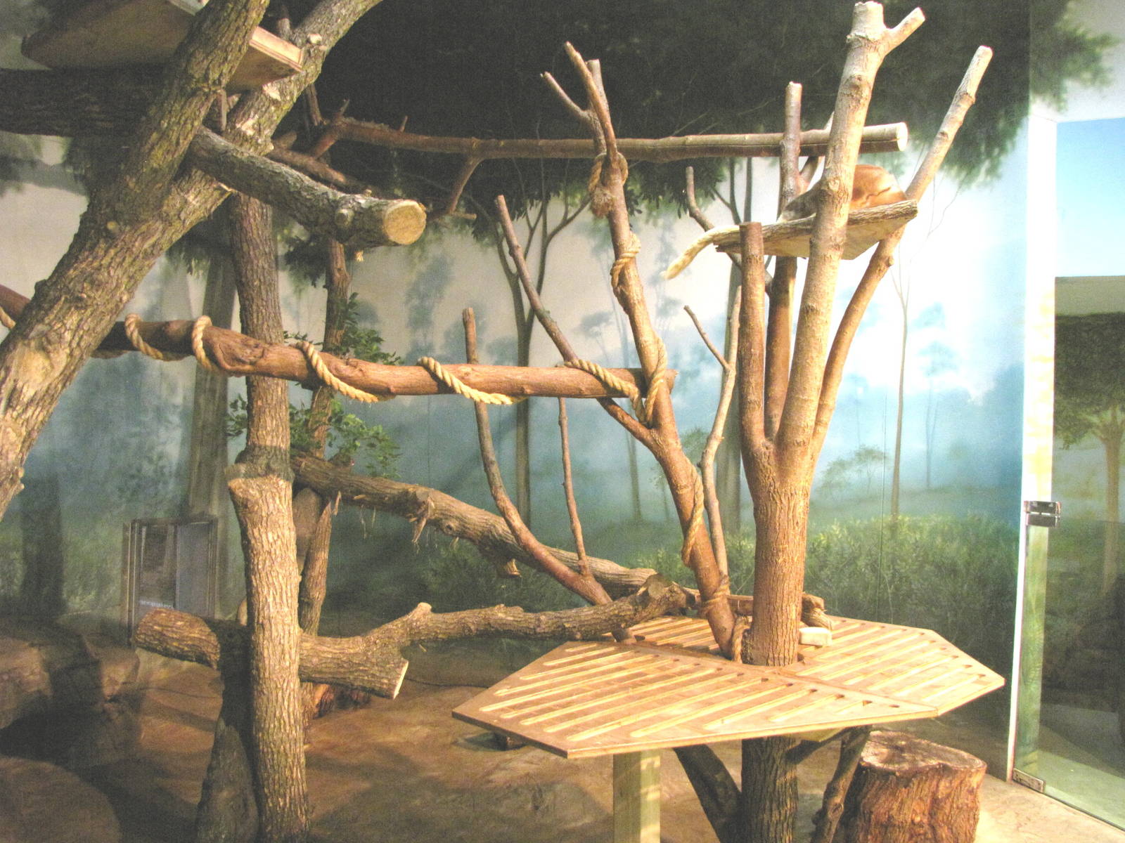 Matschie's Tree Kangaroo - Children's Zoo