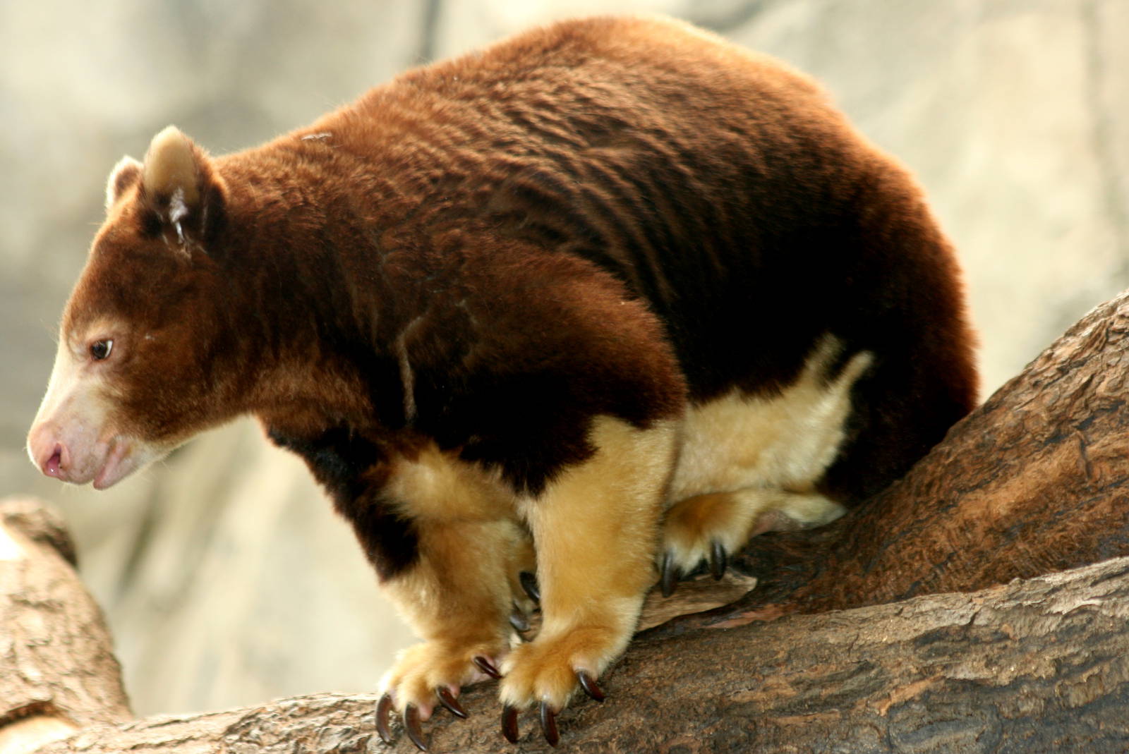 Matschie's tree-kangaroo; Cologne; 28th May 2011
