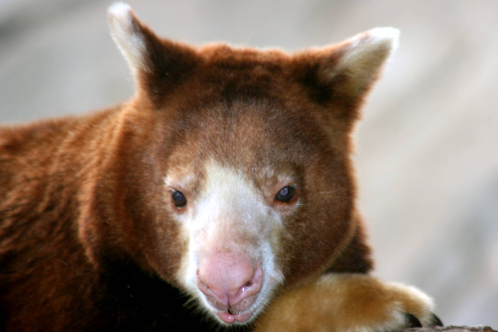 Matschie's tree-kangaroo; Cologne; 28th May 2011