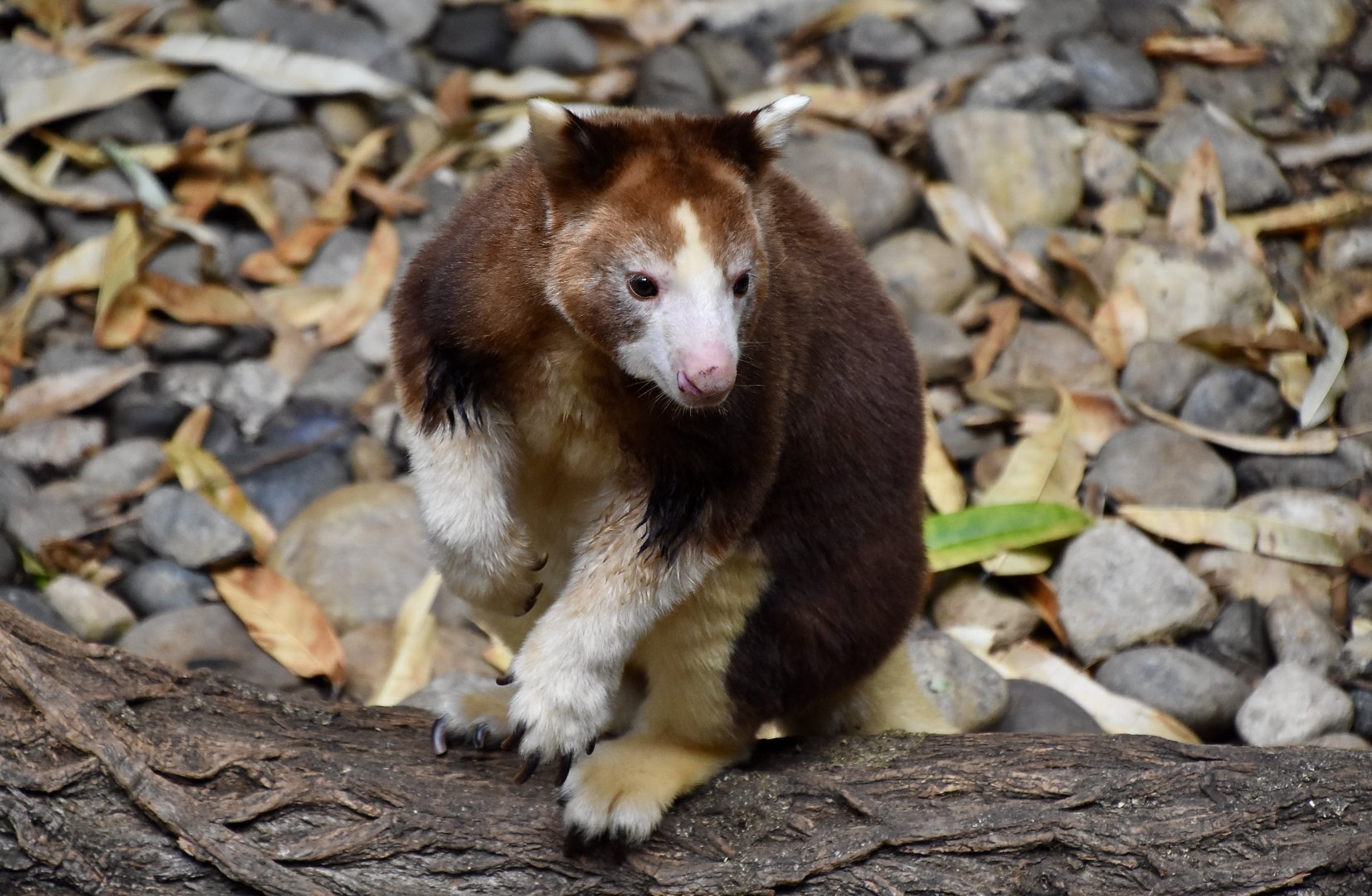 Matschie's Tree-Kangaroo (Dendrolagus matschiei) juvenile