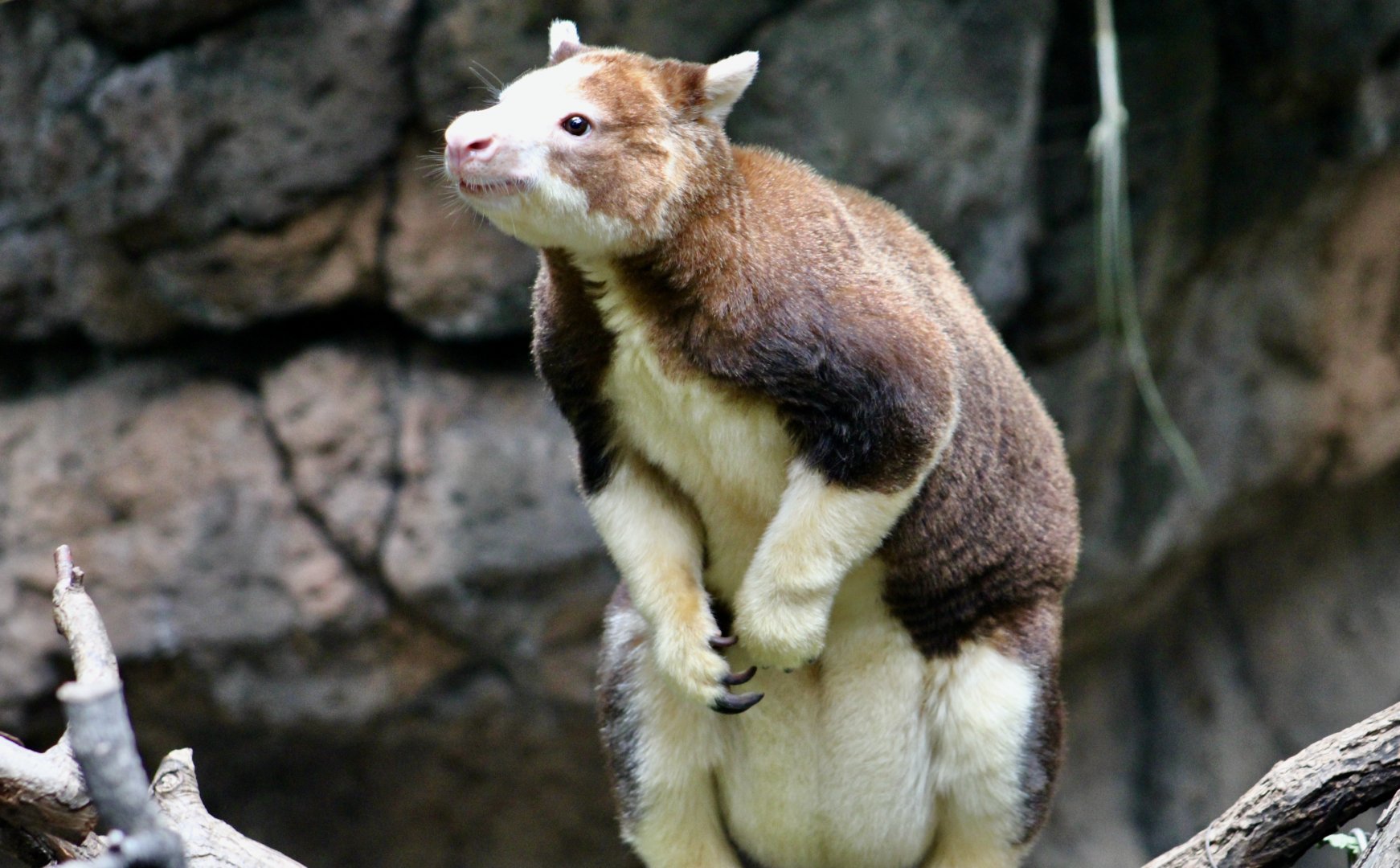Matschie's Tree-Kangaroo (Dendrolagus matschiei) - "Polly"