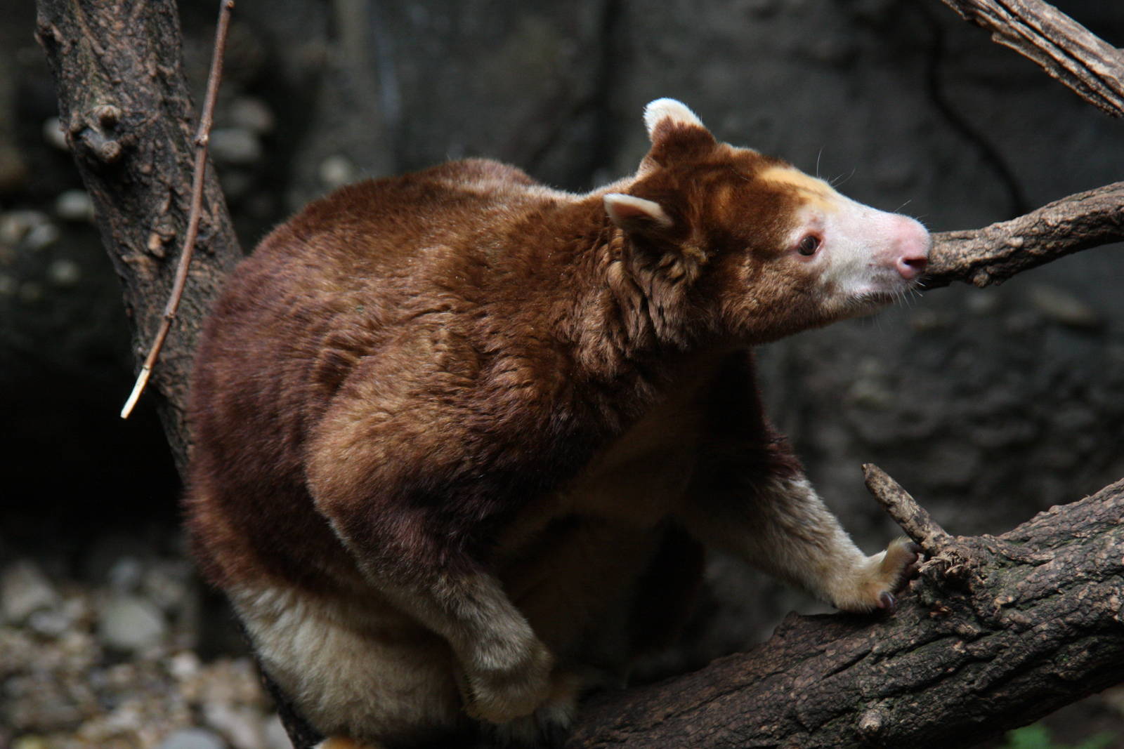 Matschie's Tree Kangaroo (Dendrolagus matschiei)