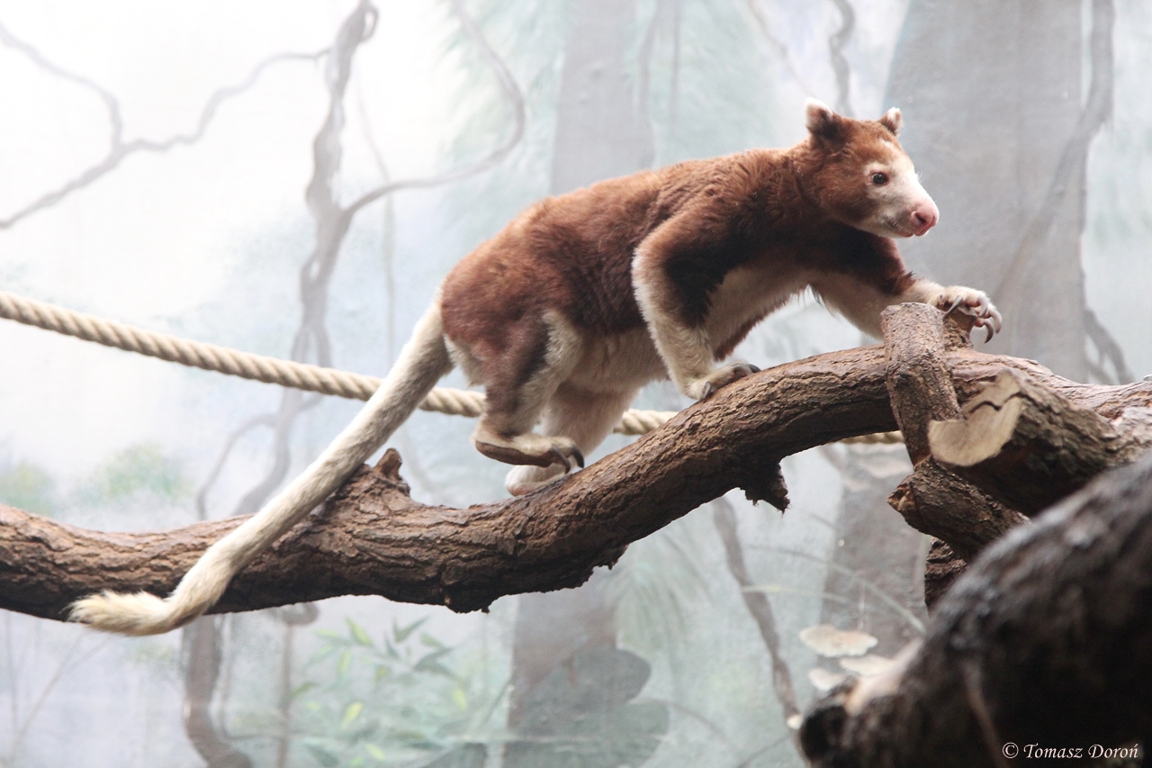 Matschie's Tree Kangaroo (Dendrolagus matschiei)