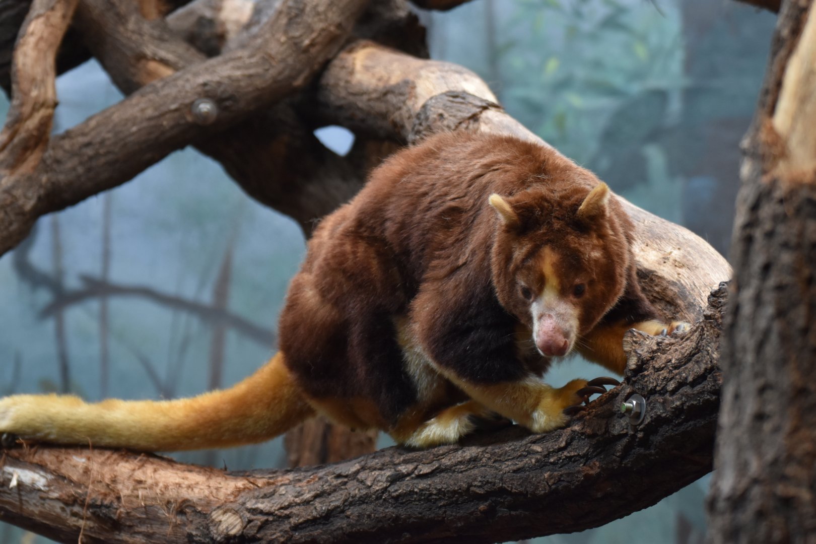 Matschie's tree-kangaroo (Dendrolagus matschiei)