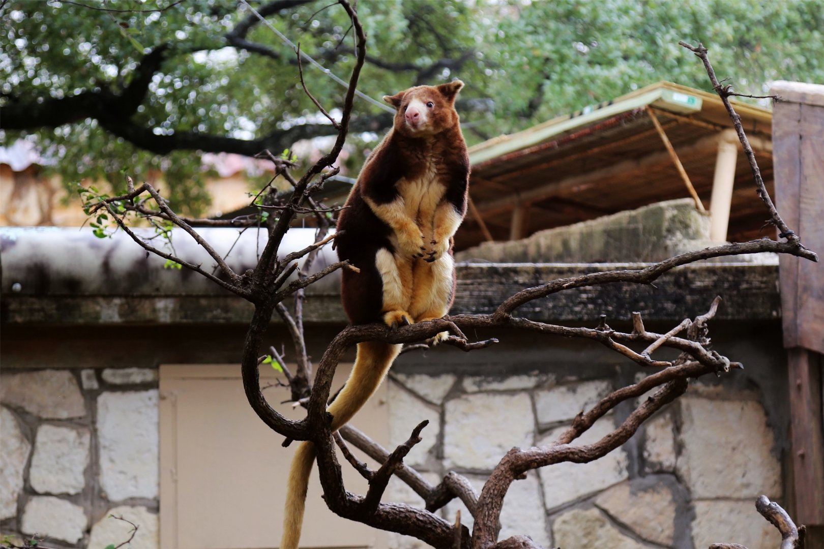 Matschie's Tree-Kangaroo (Dendrolagus matschiei)