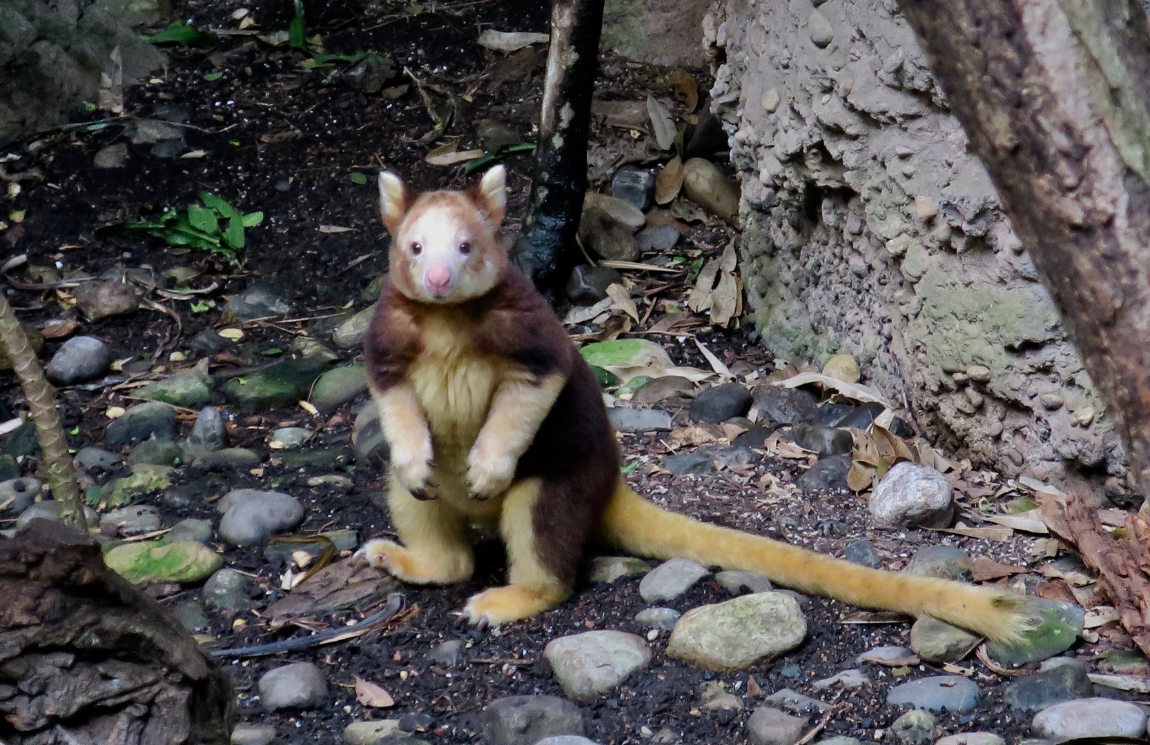 Matschie's Tree Kangaroo (Dendrolagus matschiei)