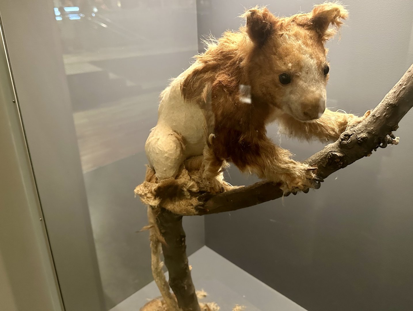 Matschies tree kangaroo (Dendrolagus matschiei)