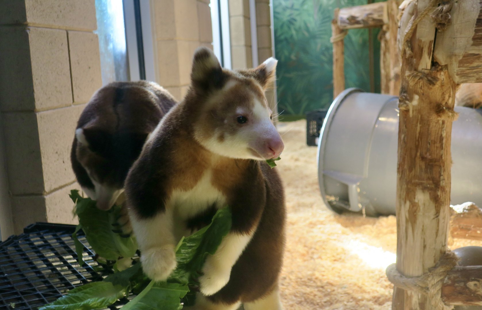 Matschie's Tree-Kangaroo (Dendrolagus matschiei)