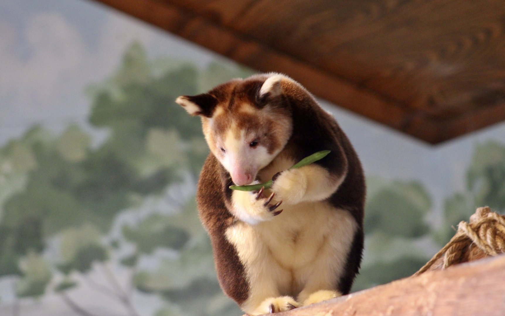 Matschie's Tree-Kangaroo (Dendrolagus matschiei)