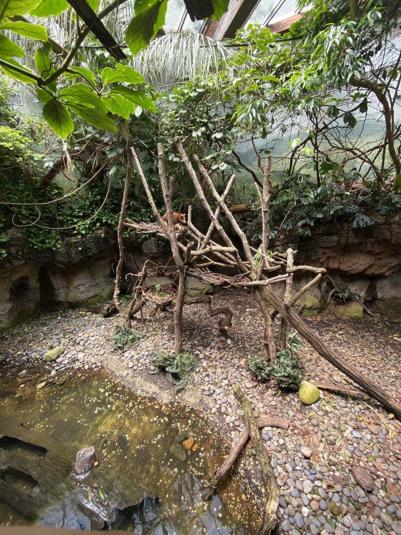 Matschie’s Tree Kangaroo Exhibit - Bronx Zoo