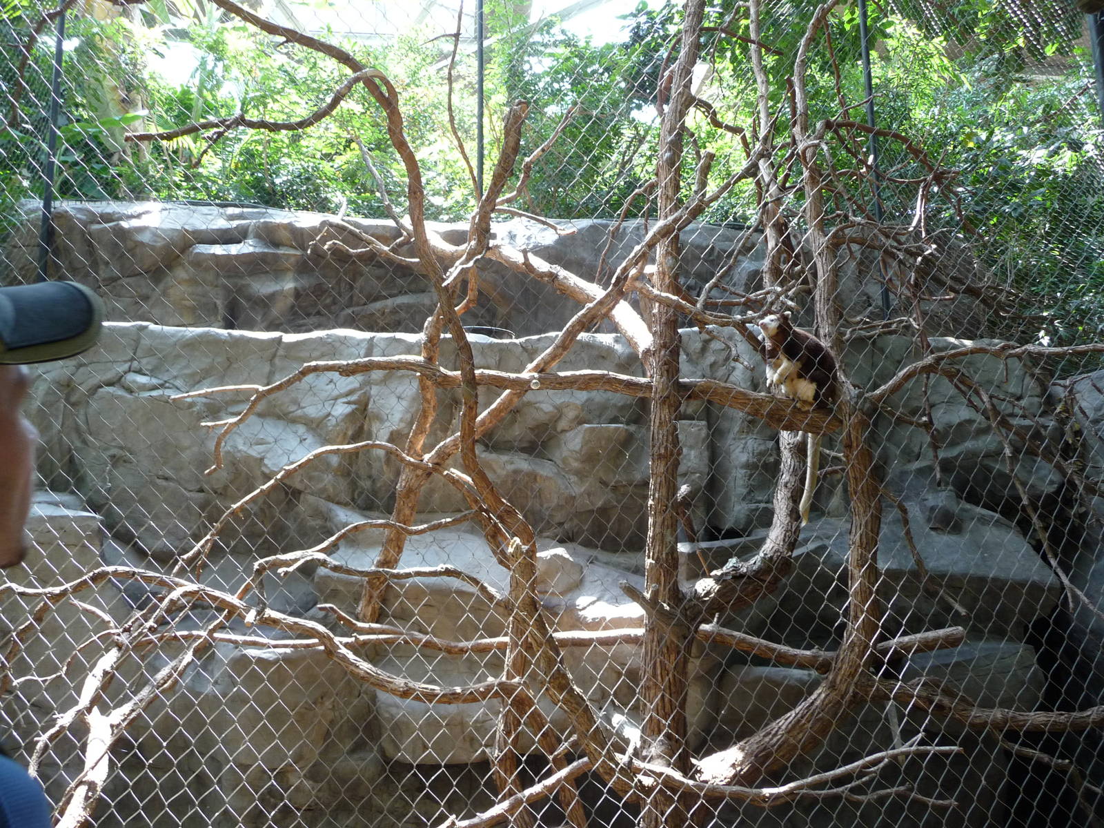 Matschie's Tree Kangaroo Exhibit - Minnesota Zoo
