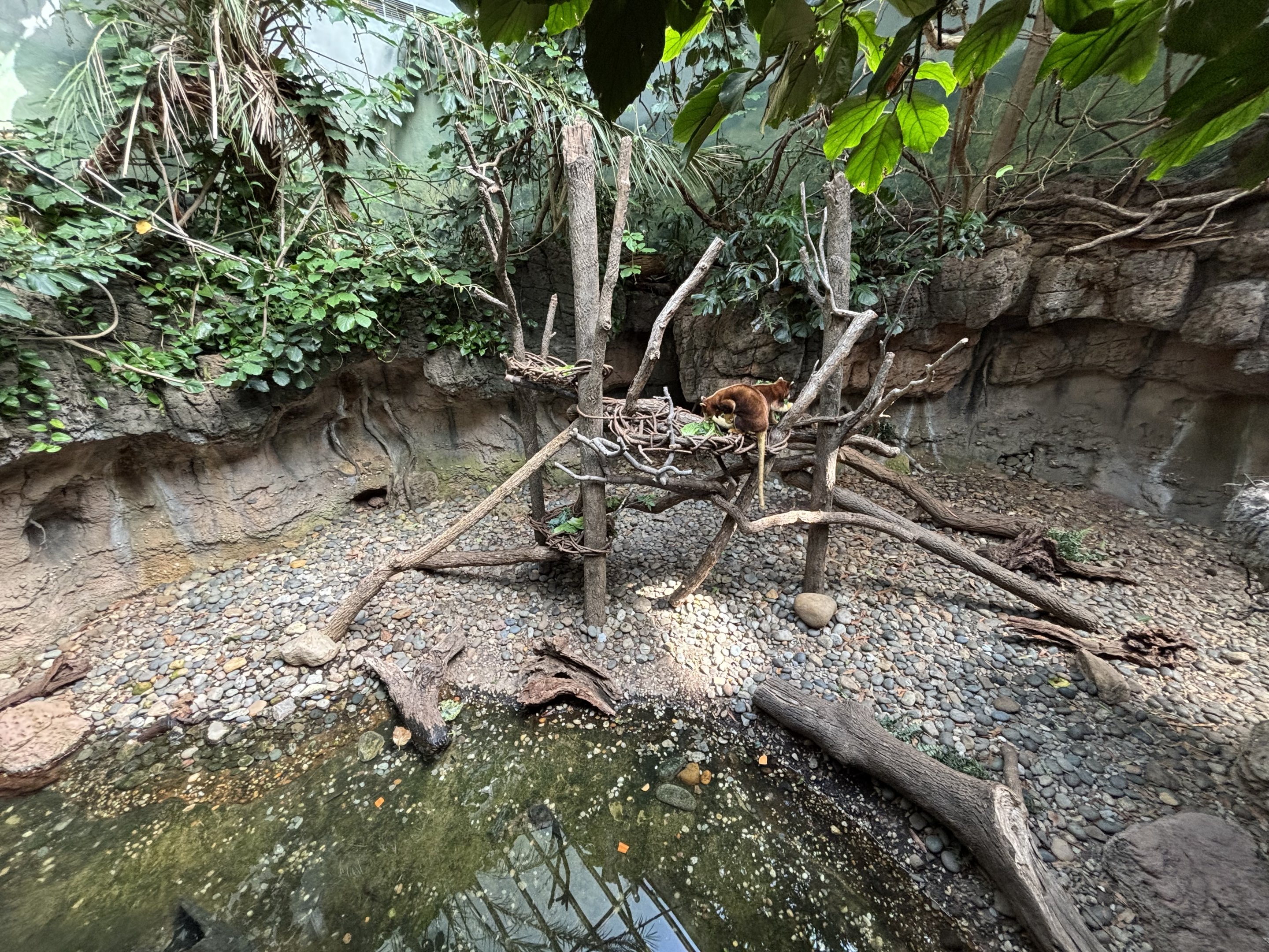 Matschie’s Tree Kangaroo Exhibit - too small