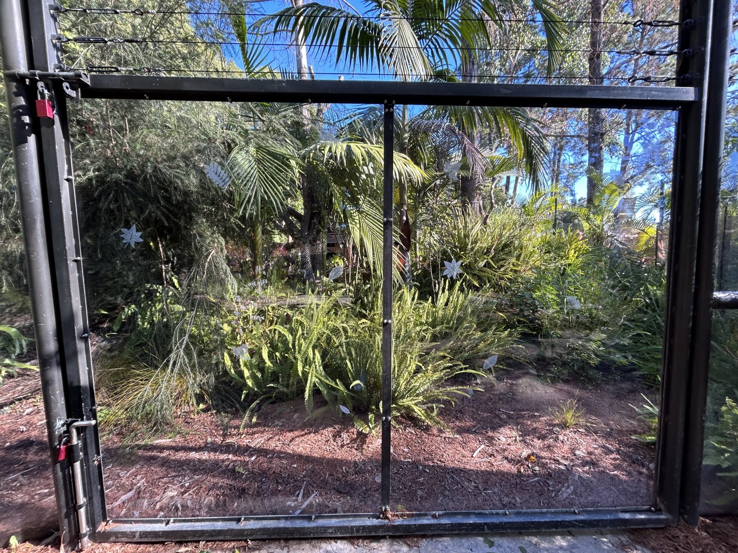 Matschie’s Tree Kangaroo Exhibit - Walkabout Australia