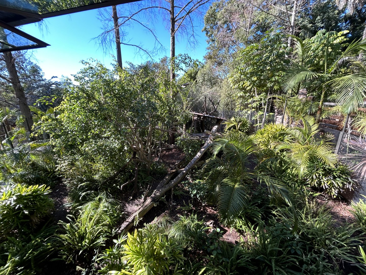 Matschie’s Tree Kangaroo Exhibit - Walkabout Australia