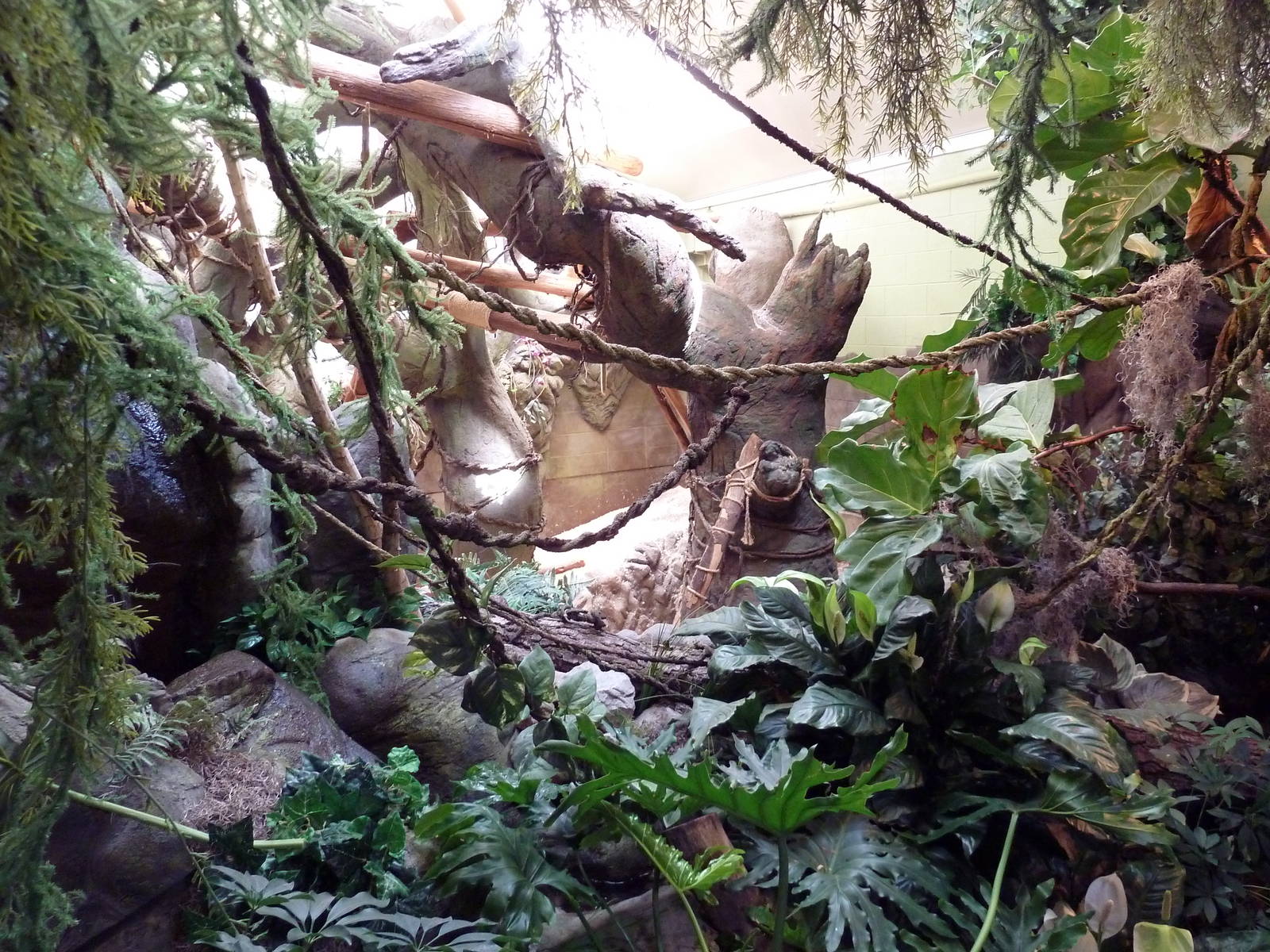 Matschie's Tree Kangaroo Exhibit