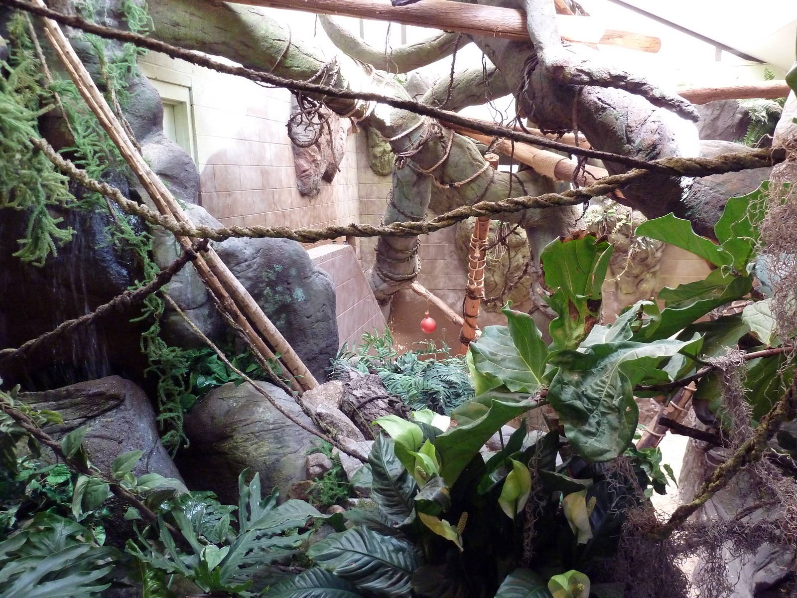 Matschie's Tree Kangaroo Exhibit