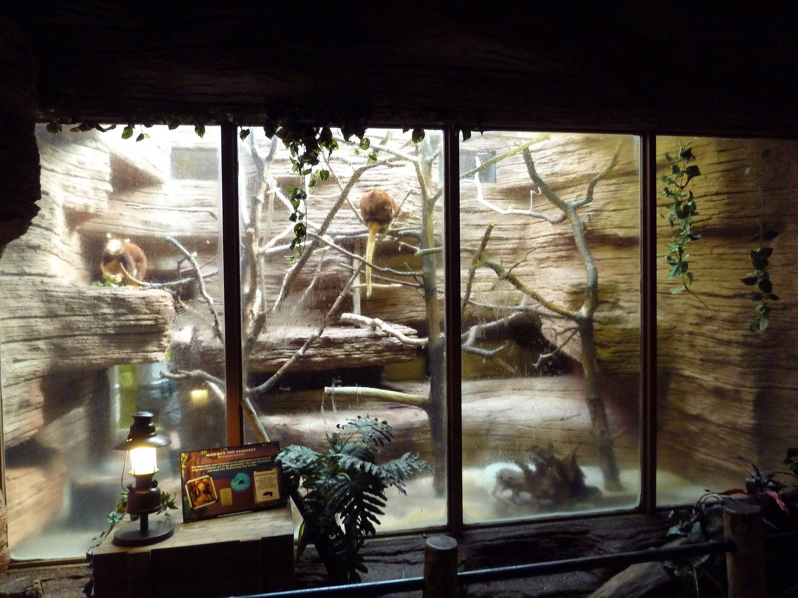 Matschie's Tree Kangaroo Exhibit